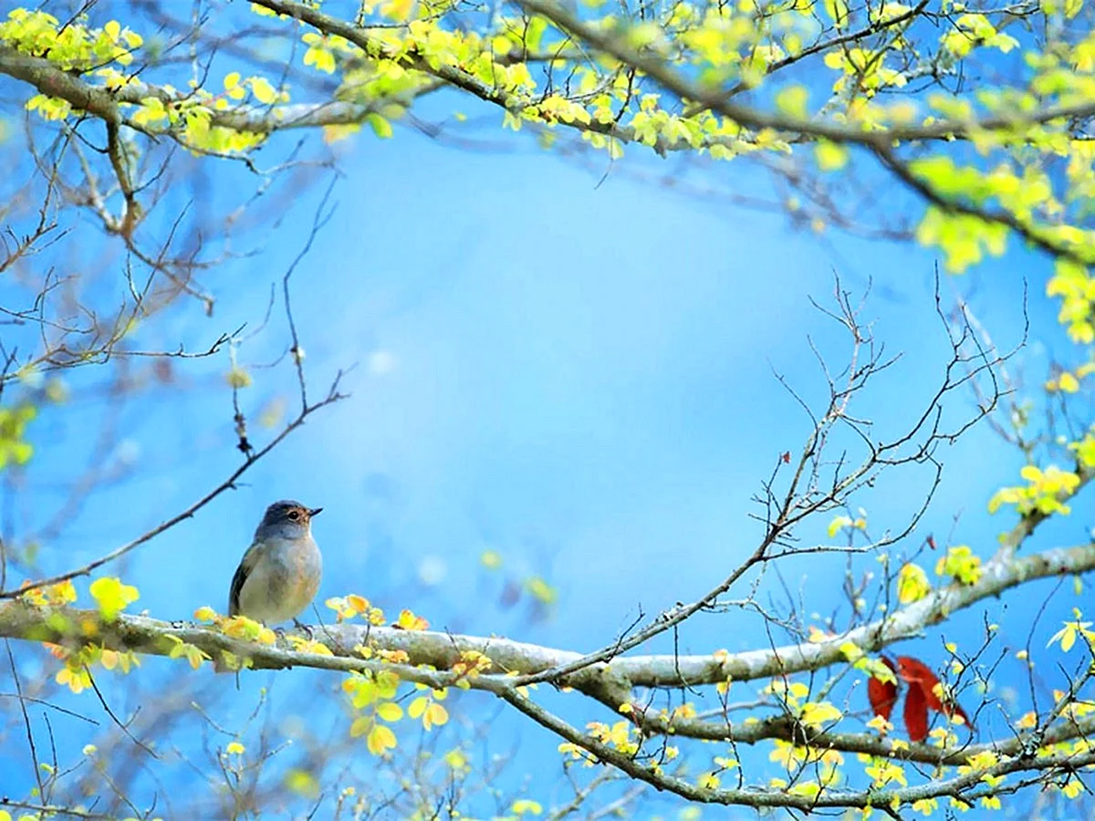 Весенние птички