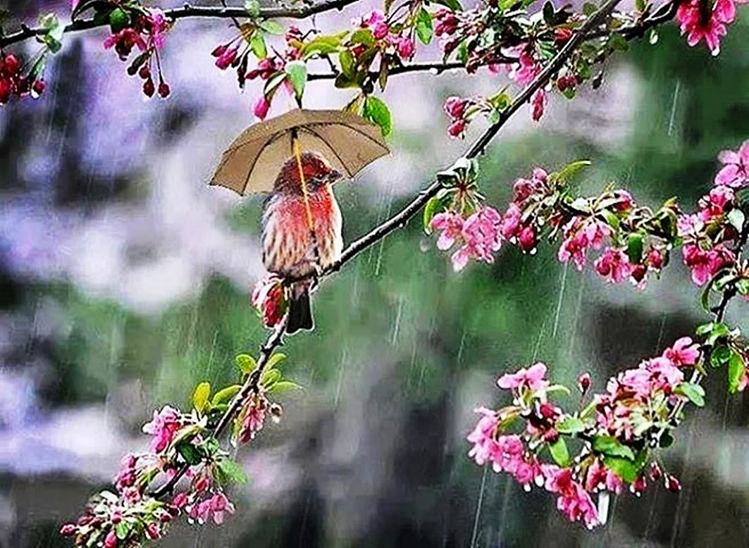 Весенний дождик