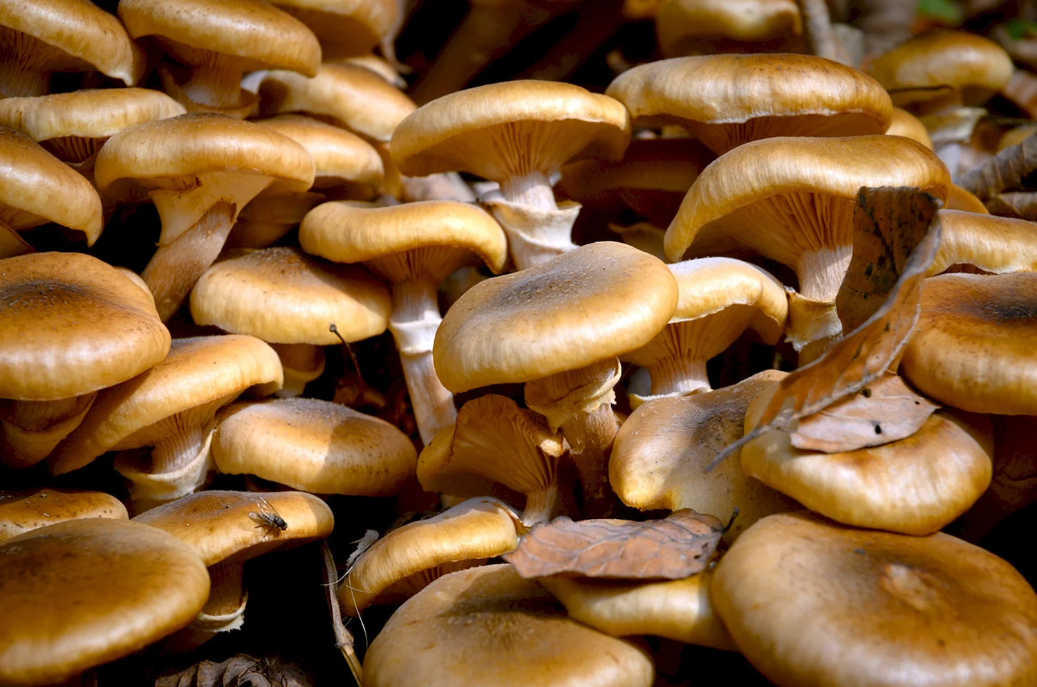 Вешенка грибы съедобные съедобные