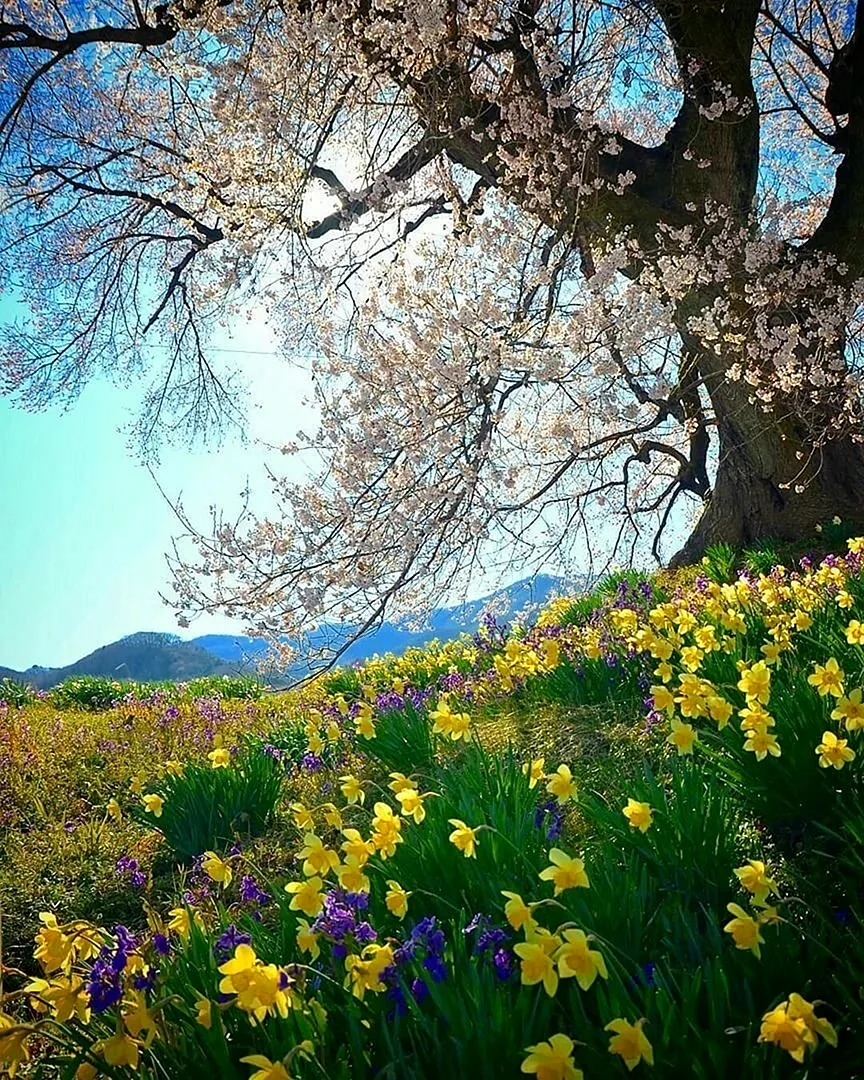 Весна природа