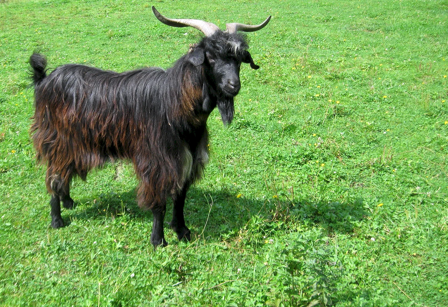 Вестландская порода коз