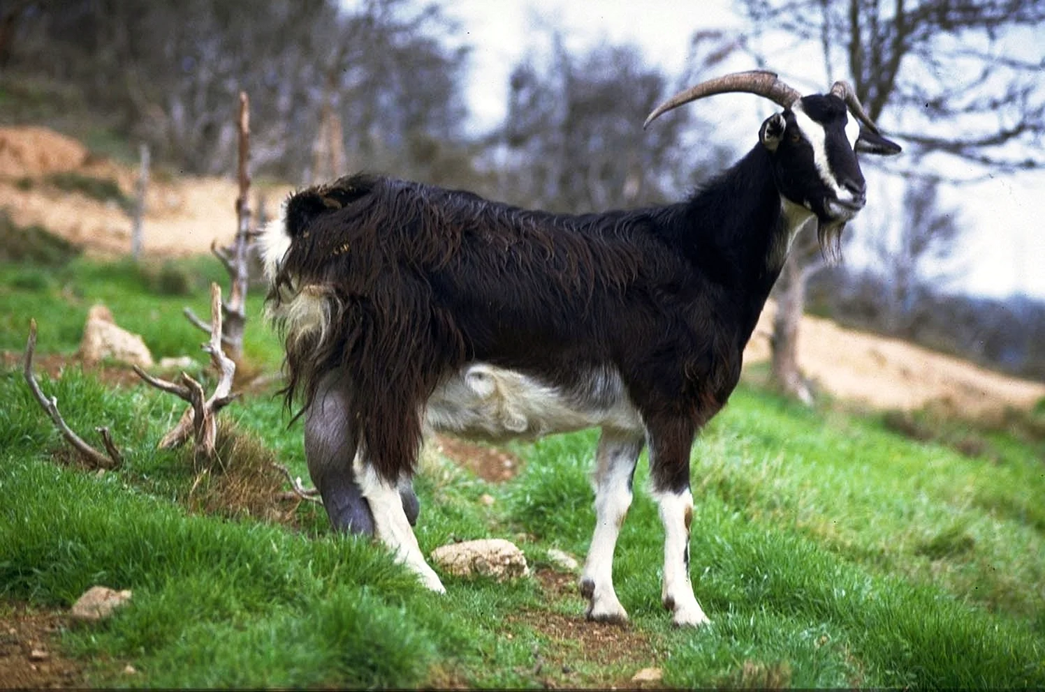 Вестландская порода коз