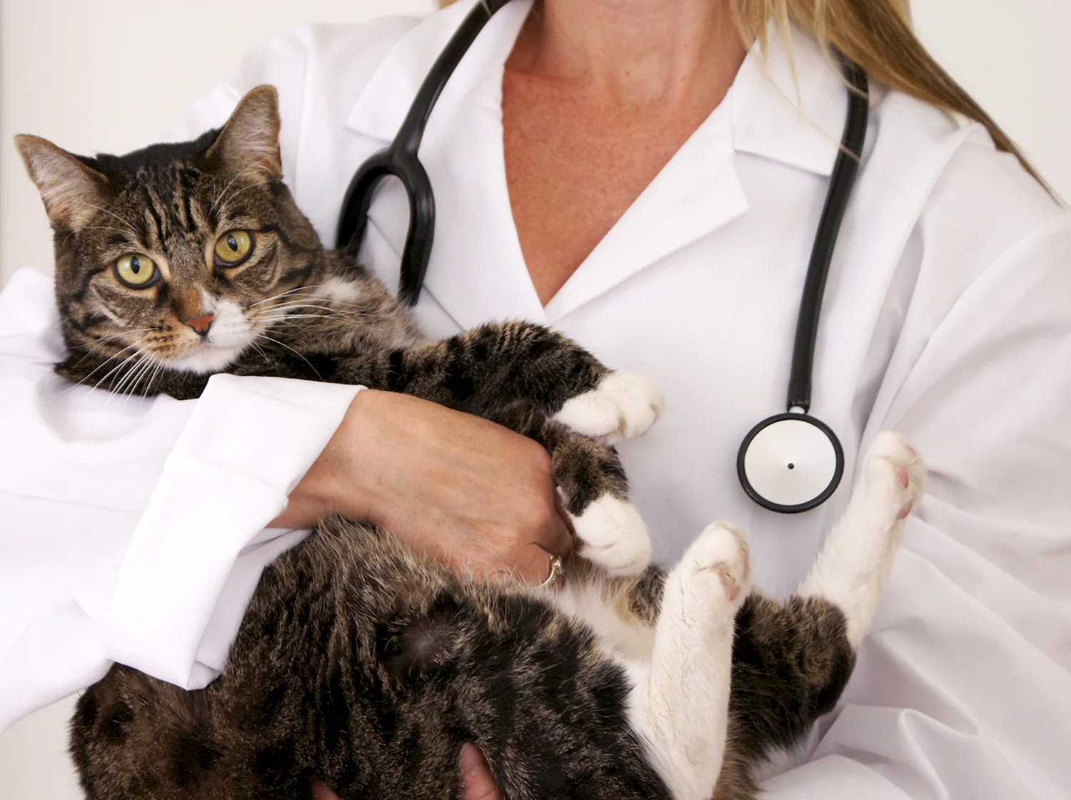 Ветеринария кошки