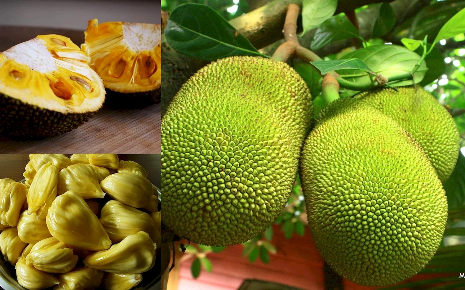 Вьетнамский фрукт джекфрут