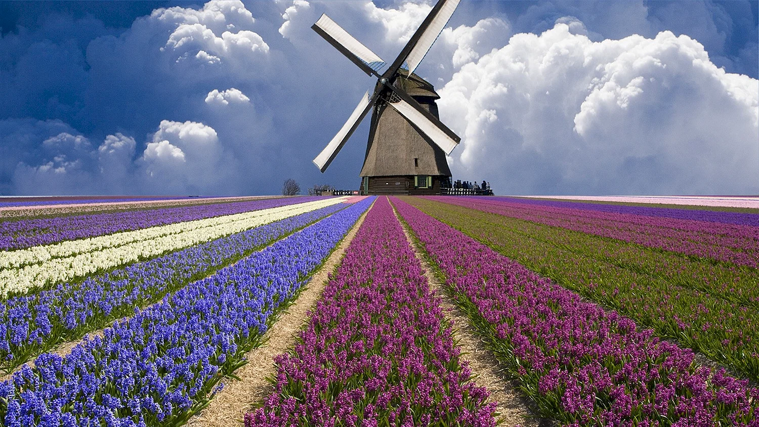 Ветряная мельница Голландия