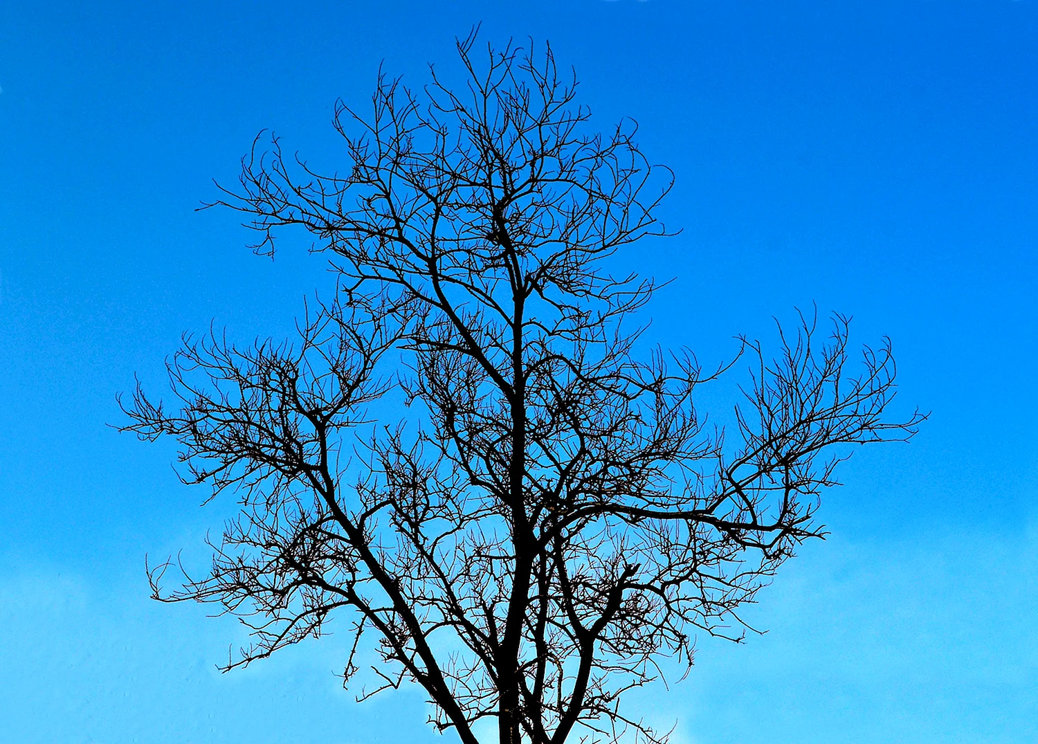 Ветвистое дерево без листьев