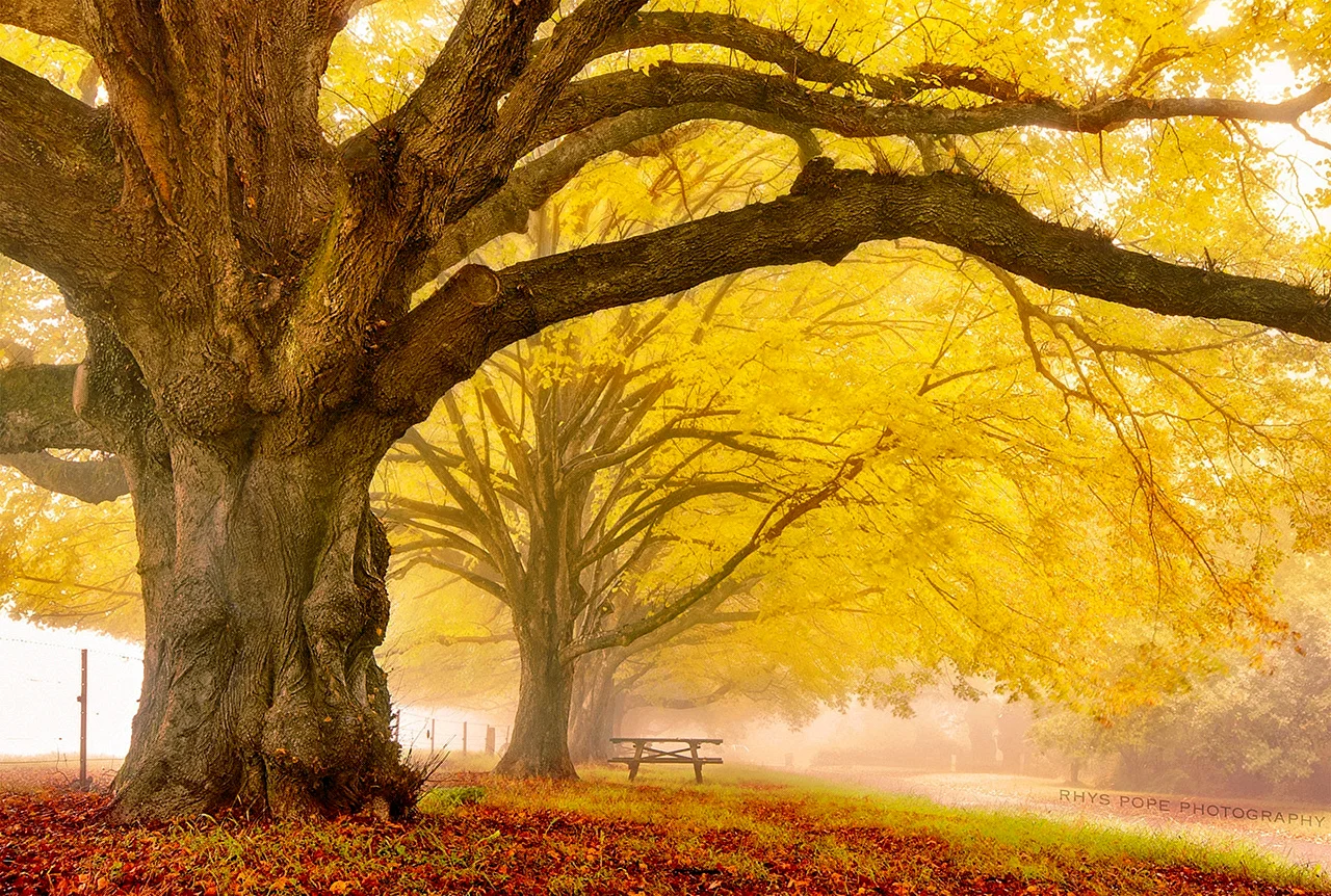 Ветвистое дерево осенью