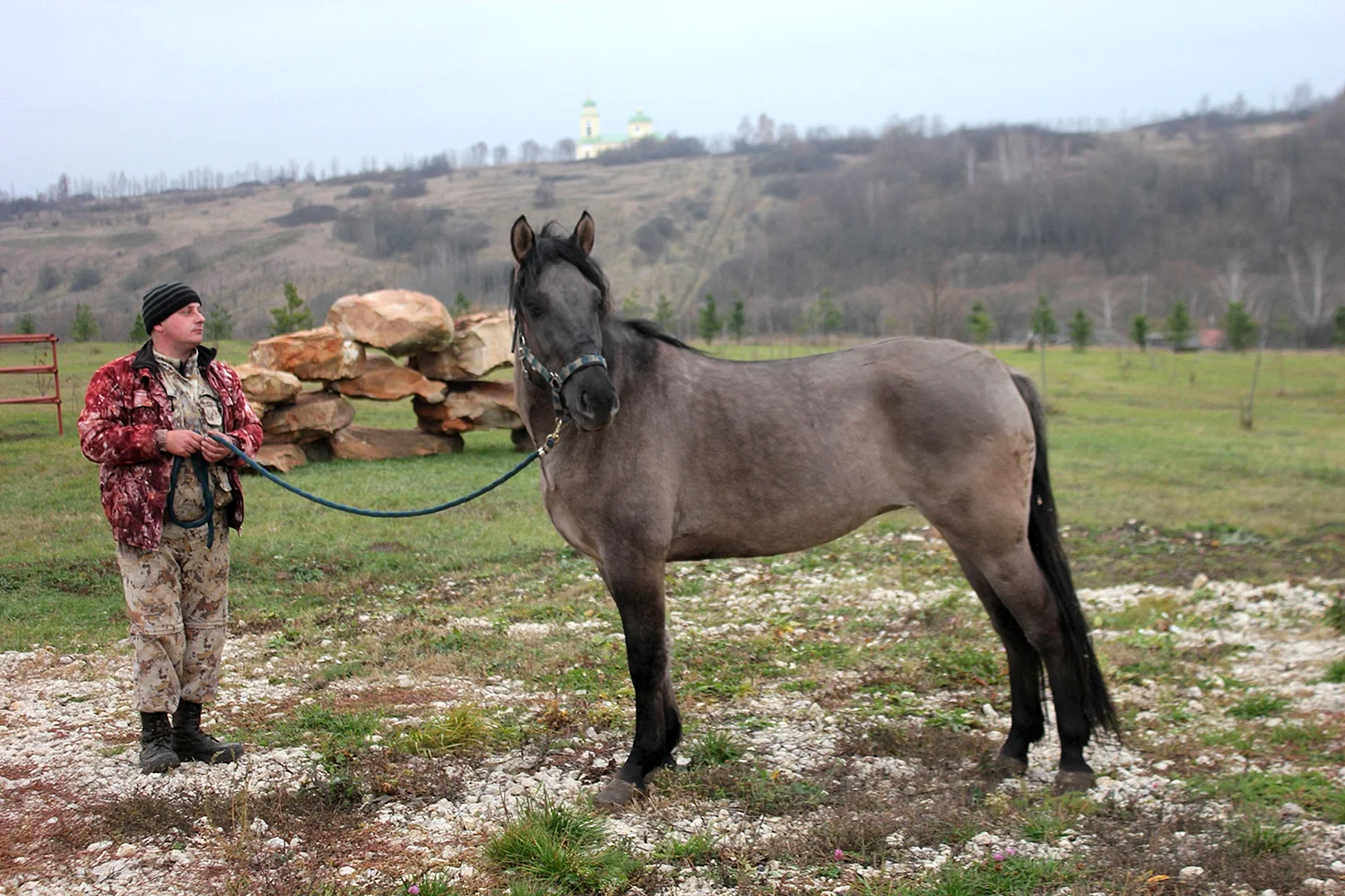 Вятские лошади природного парка Олений