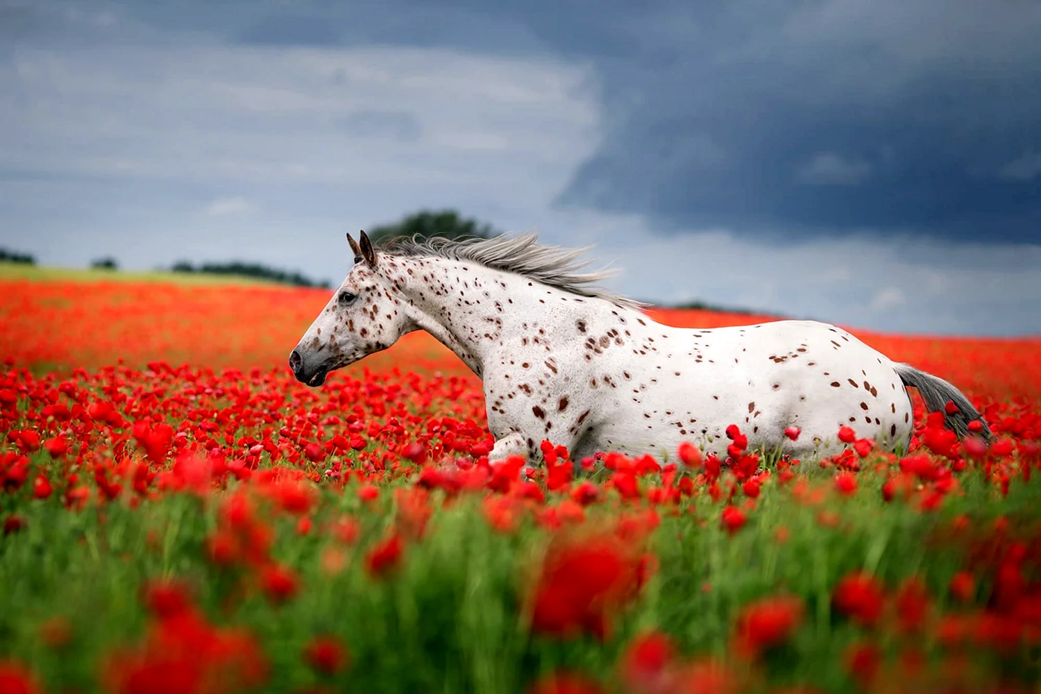 Вибке Хаас фото лошадей