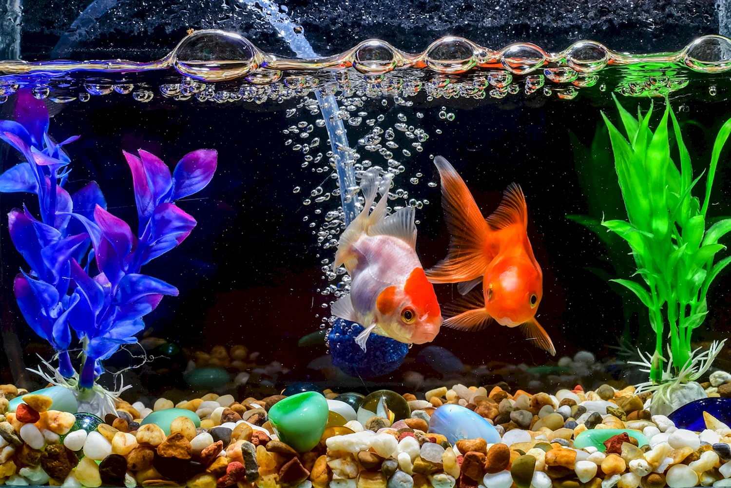 Видовой аквариум с золотыми рыбками