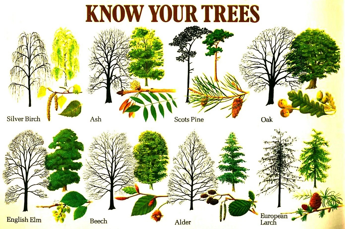 Видовые названия деревьев