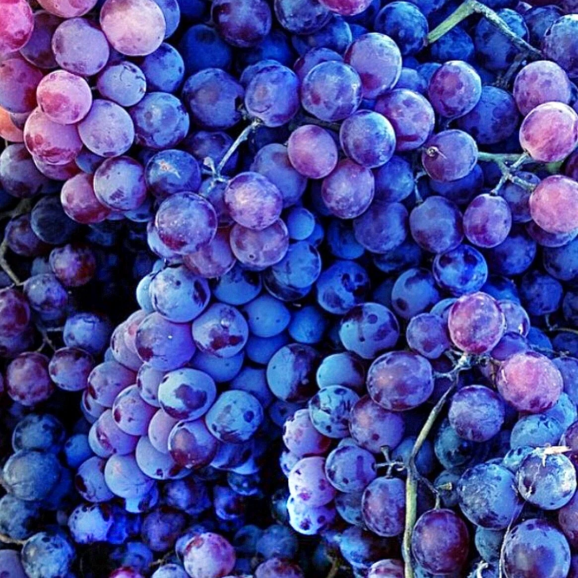 Виноград Хусейн фиолетовый