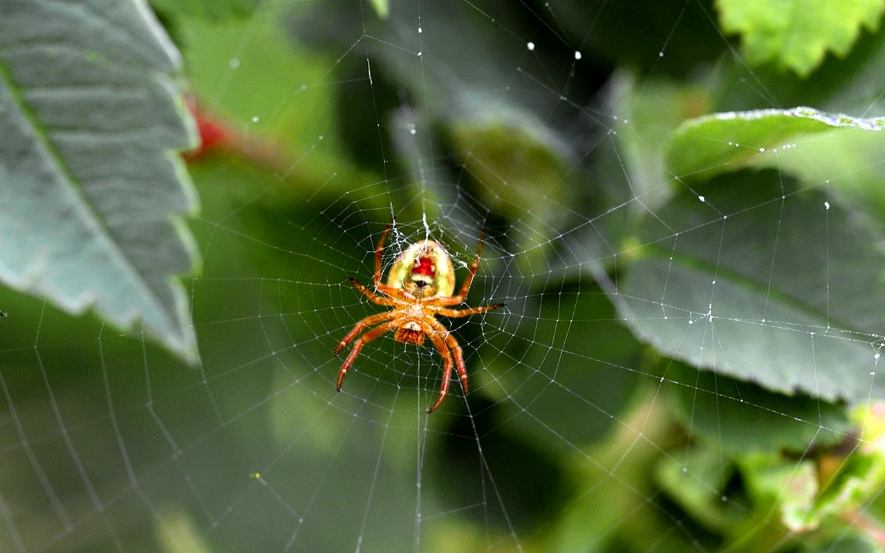 Виноградный паук