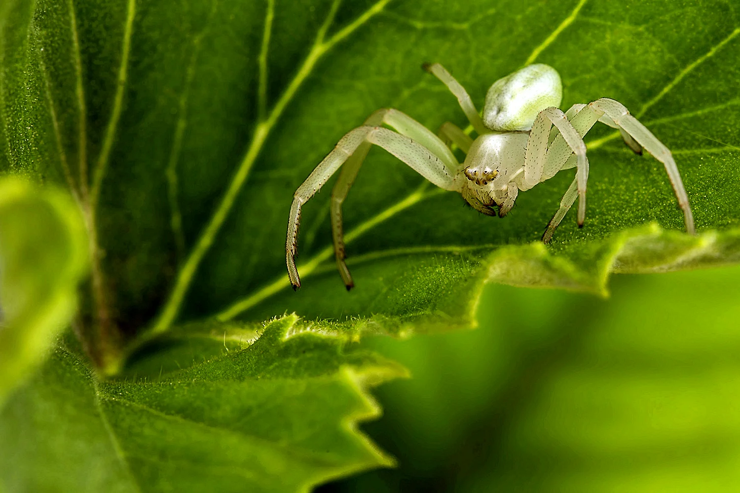 Белый паук (28 лучших фото)