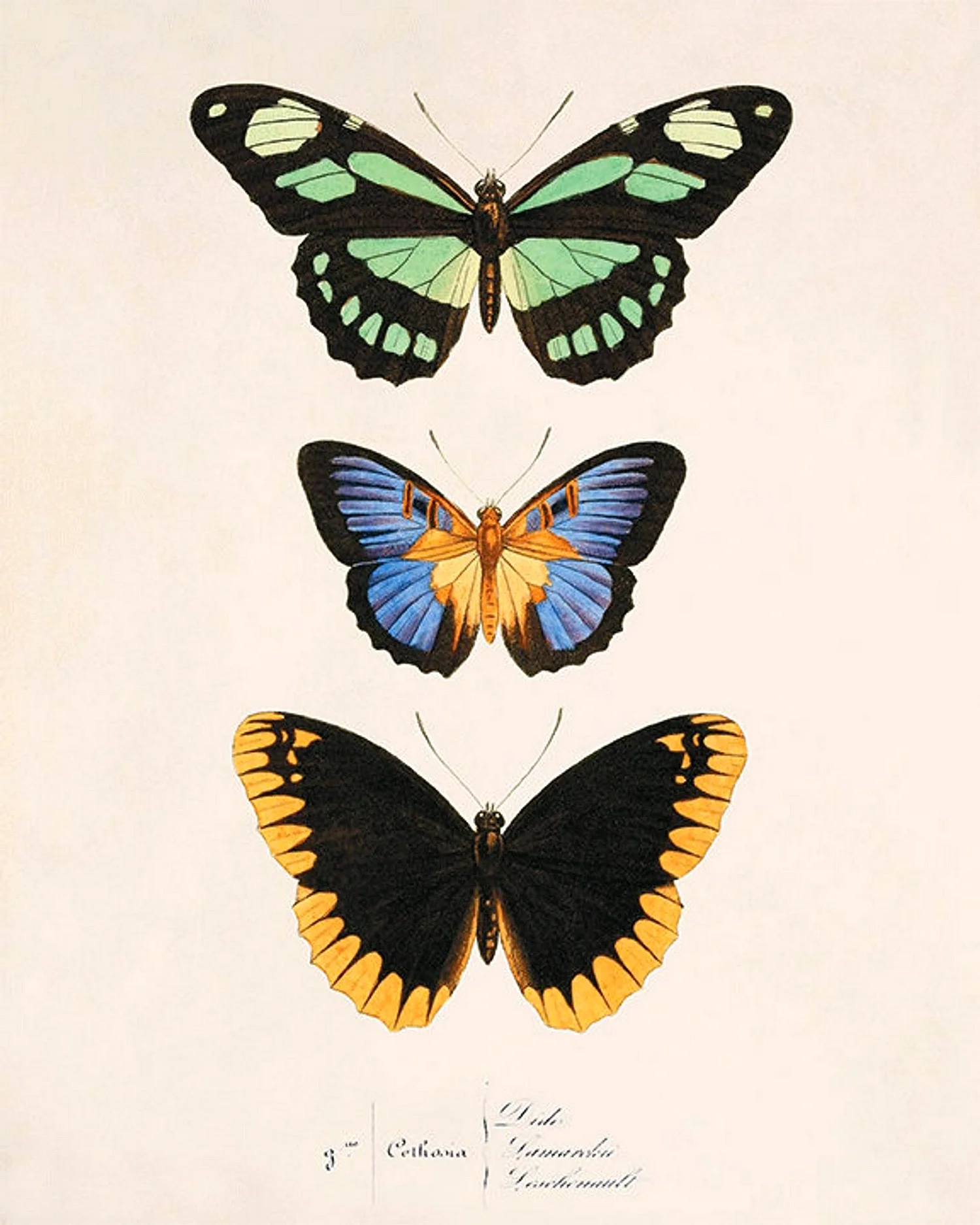 Винтажная бабочка