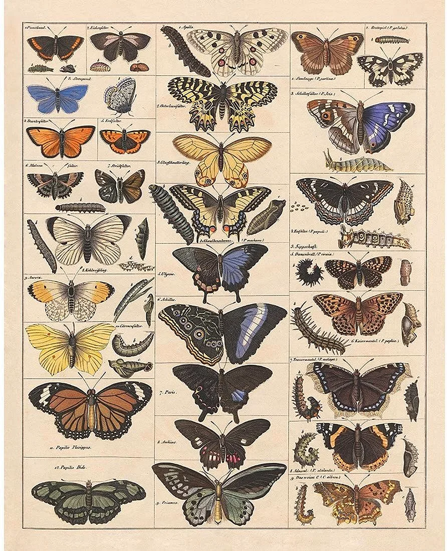 Винтажные плакаты с бабочками