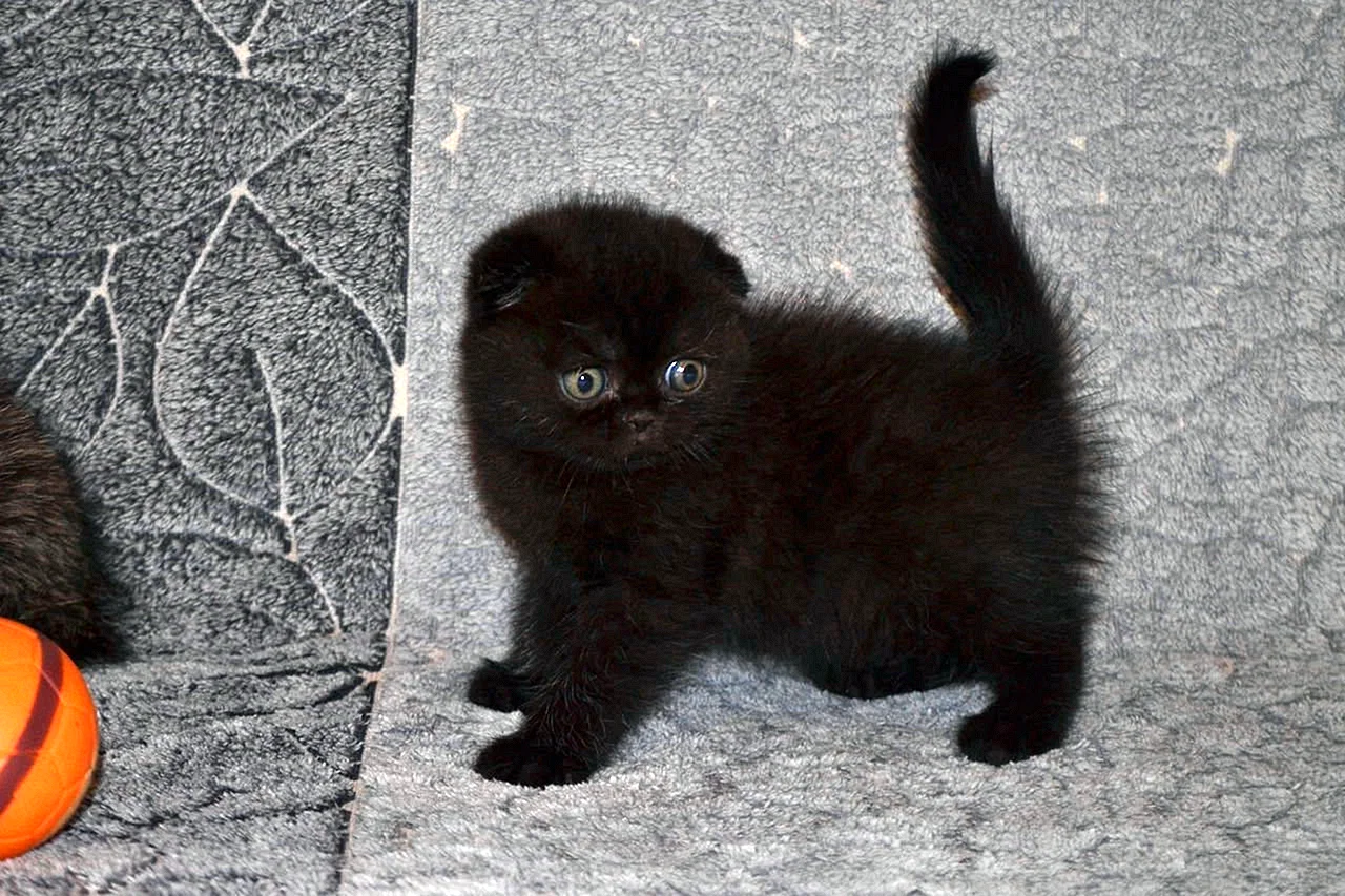 Вислоухие котята черного цвета