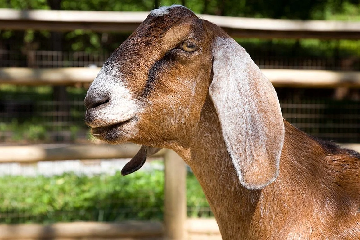 Вислоухие козы нубийский