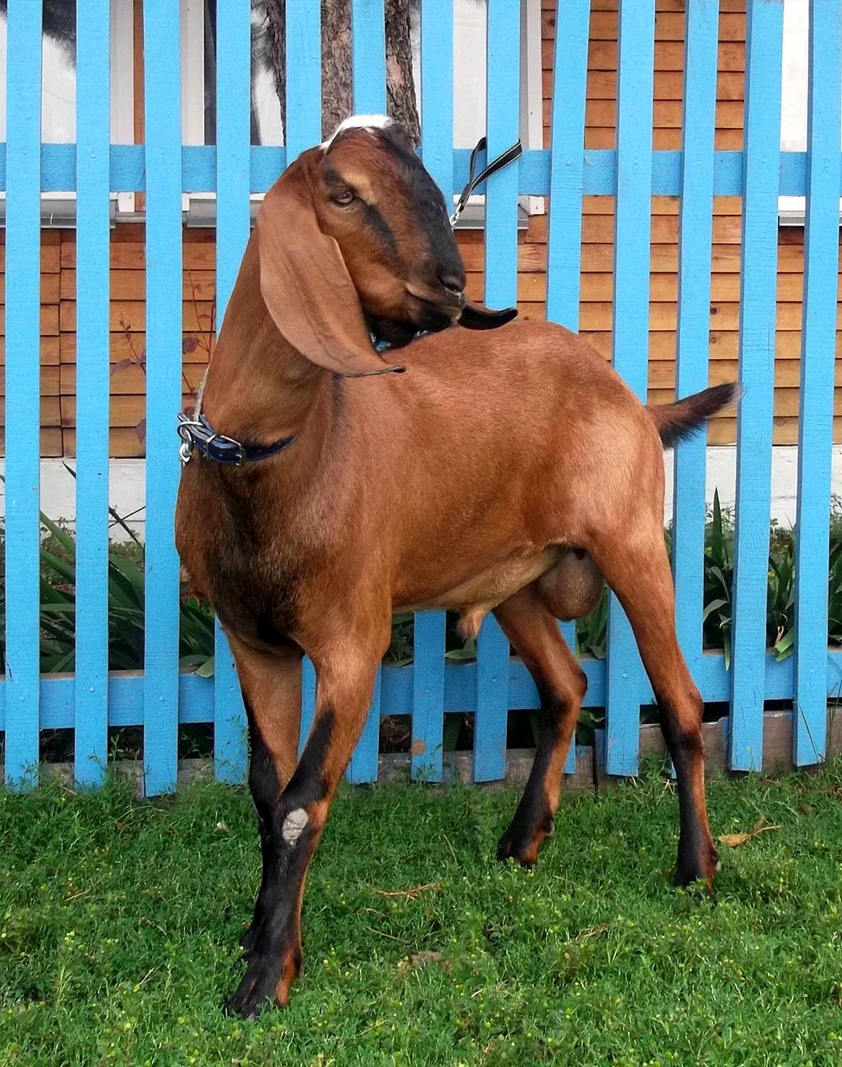 Вислоухие козы нубийский