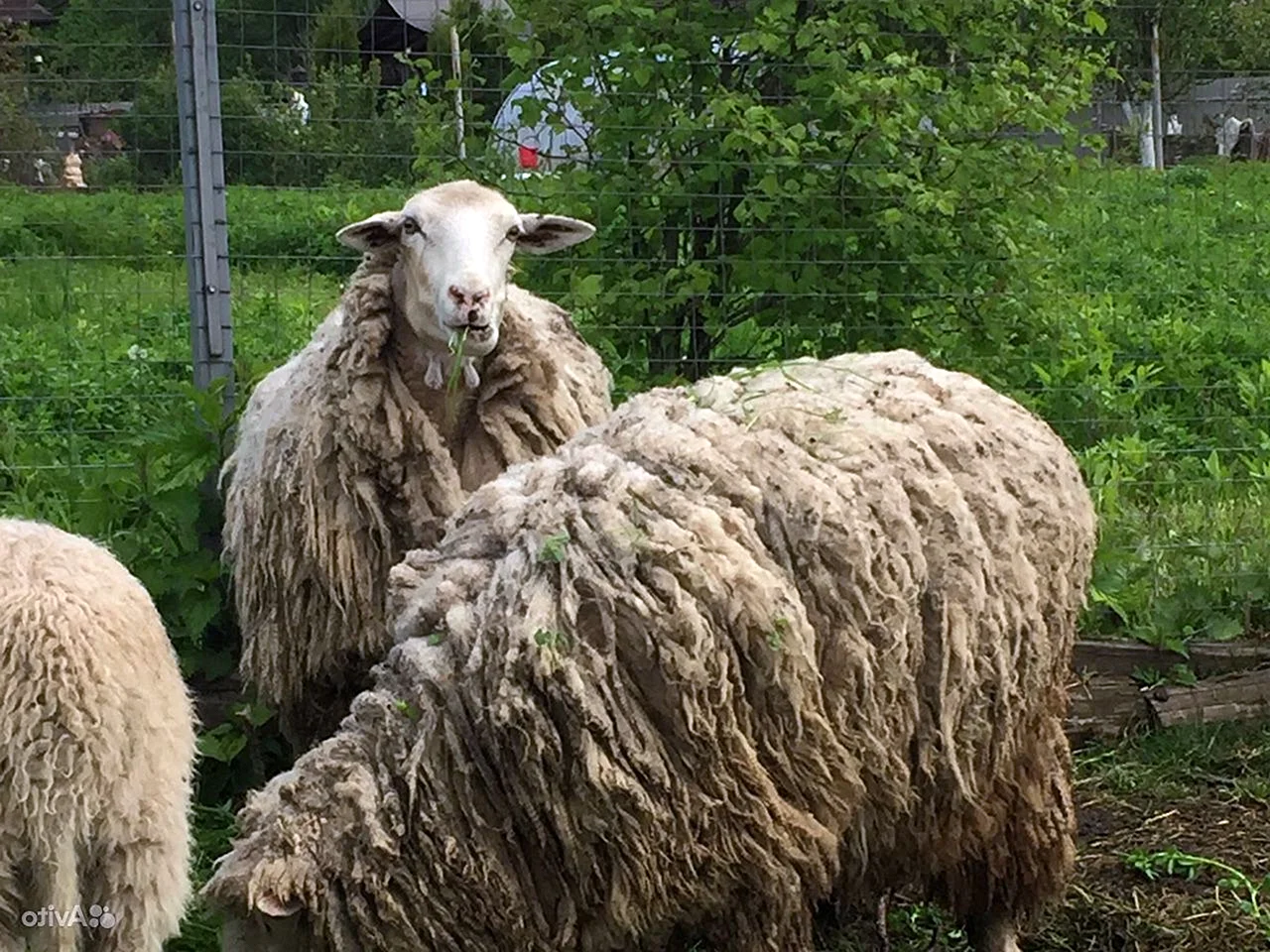 Вислоухие овцы порода