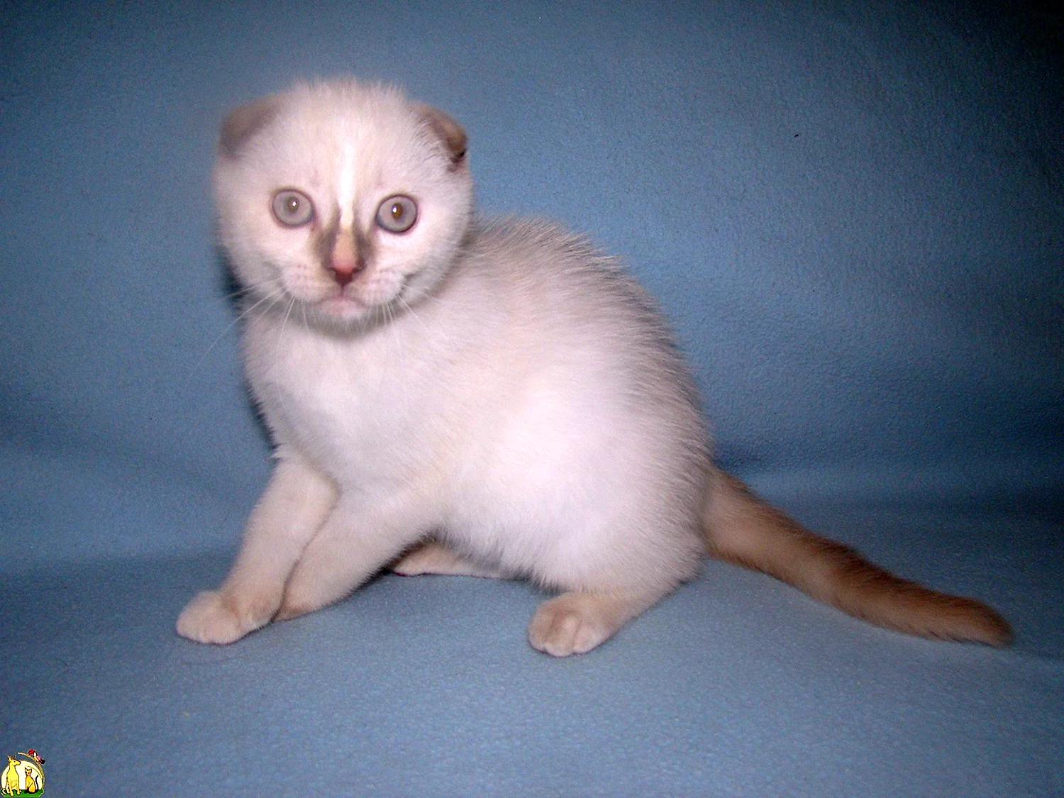 Вислоухий британец котенок белый
