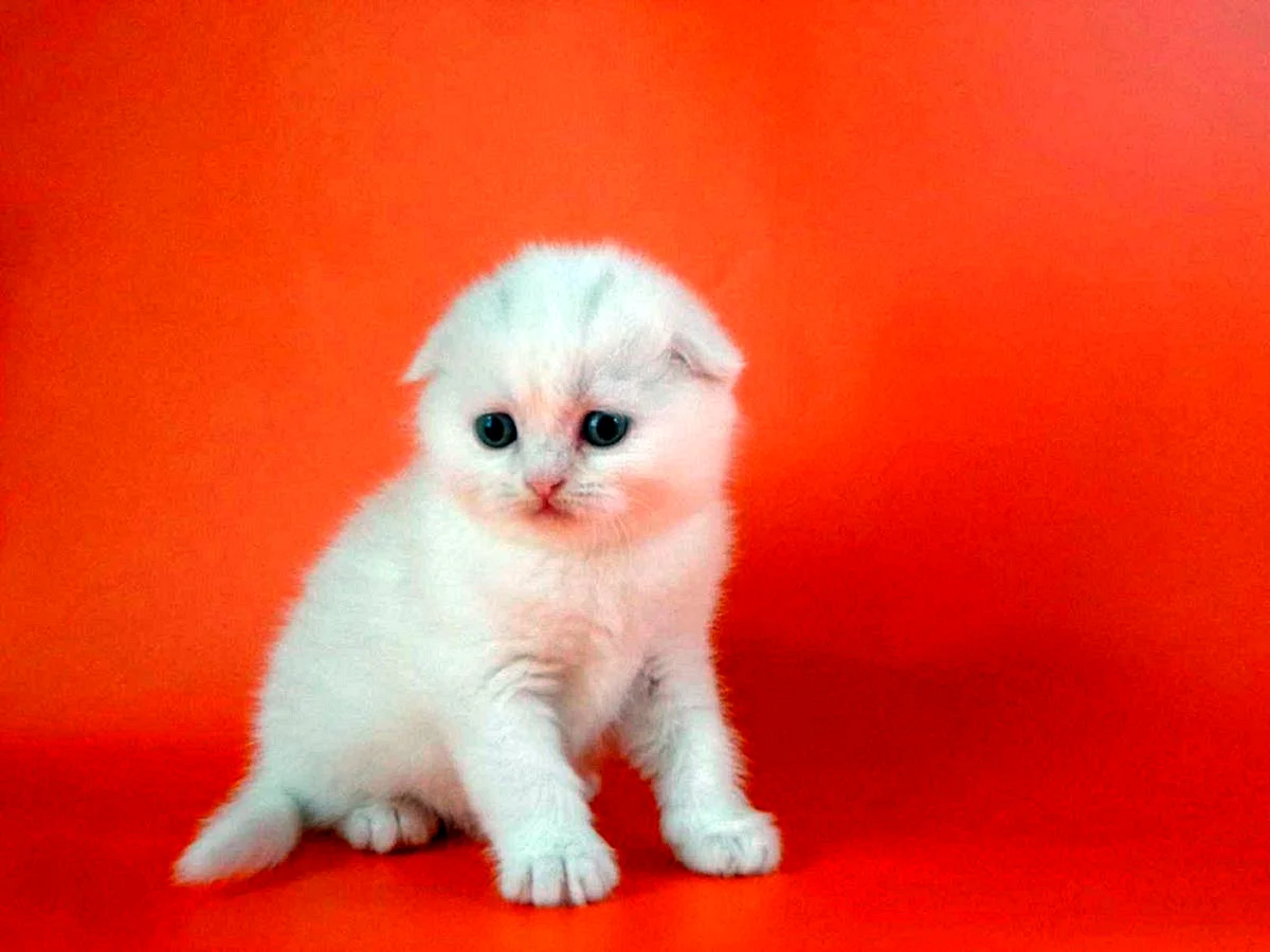 Вислоухий шотландец котенок белый