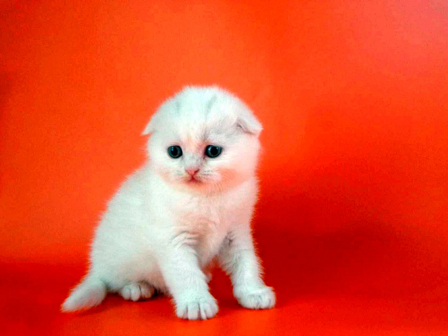 Вислоухий шотландец котенок белый