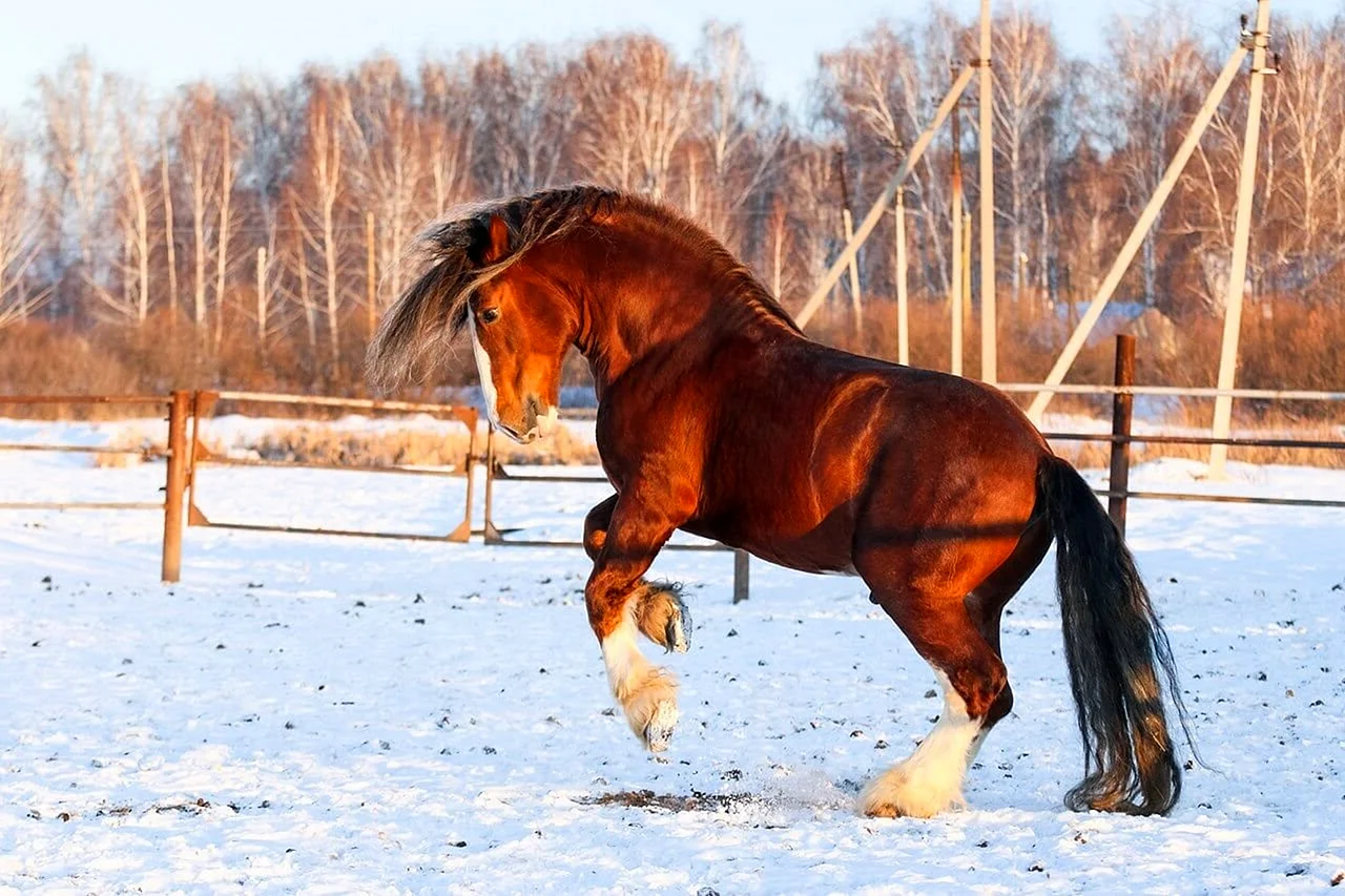 Владимирский тяжеловоз порода лошадей