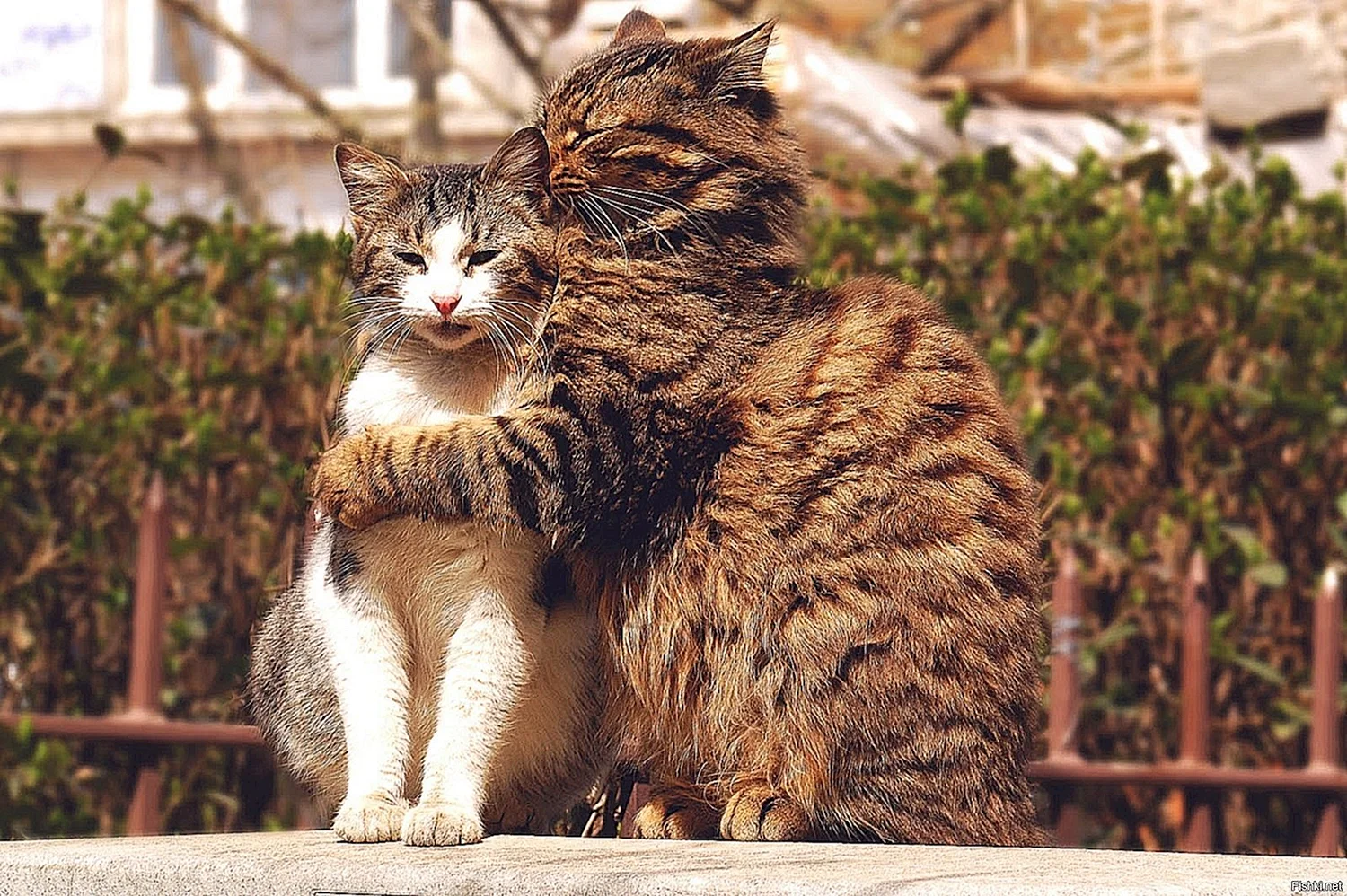 Влюбленные кошки