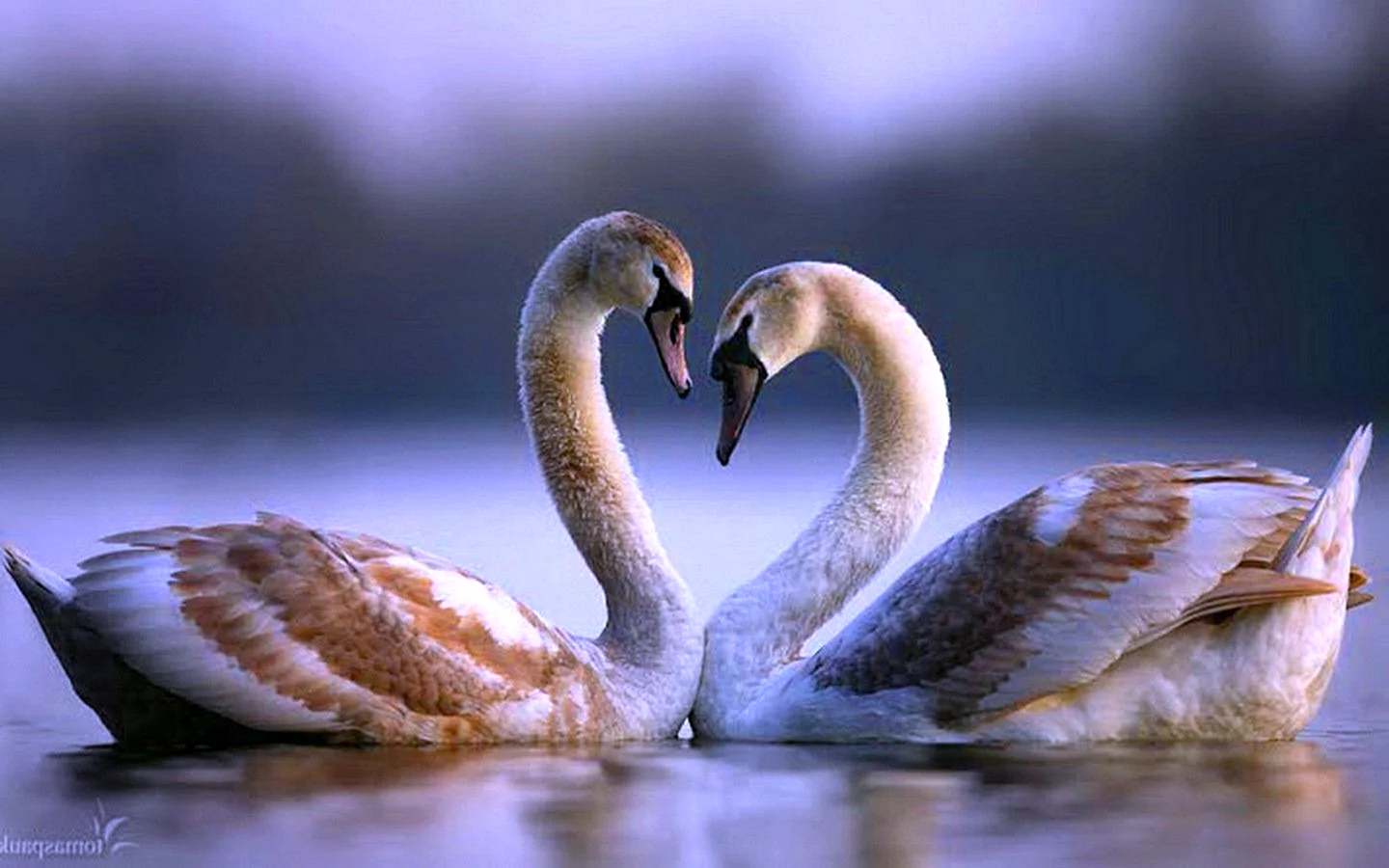 Влюбленные лебеди