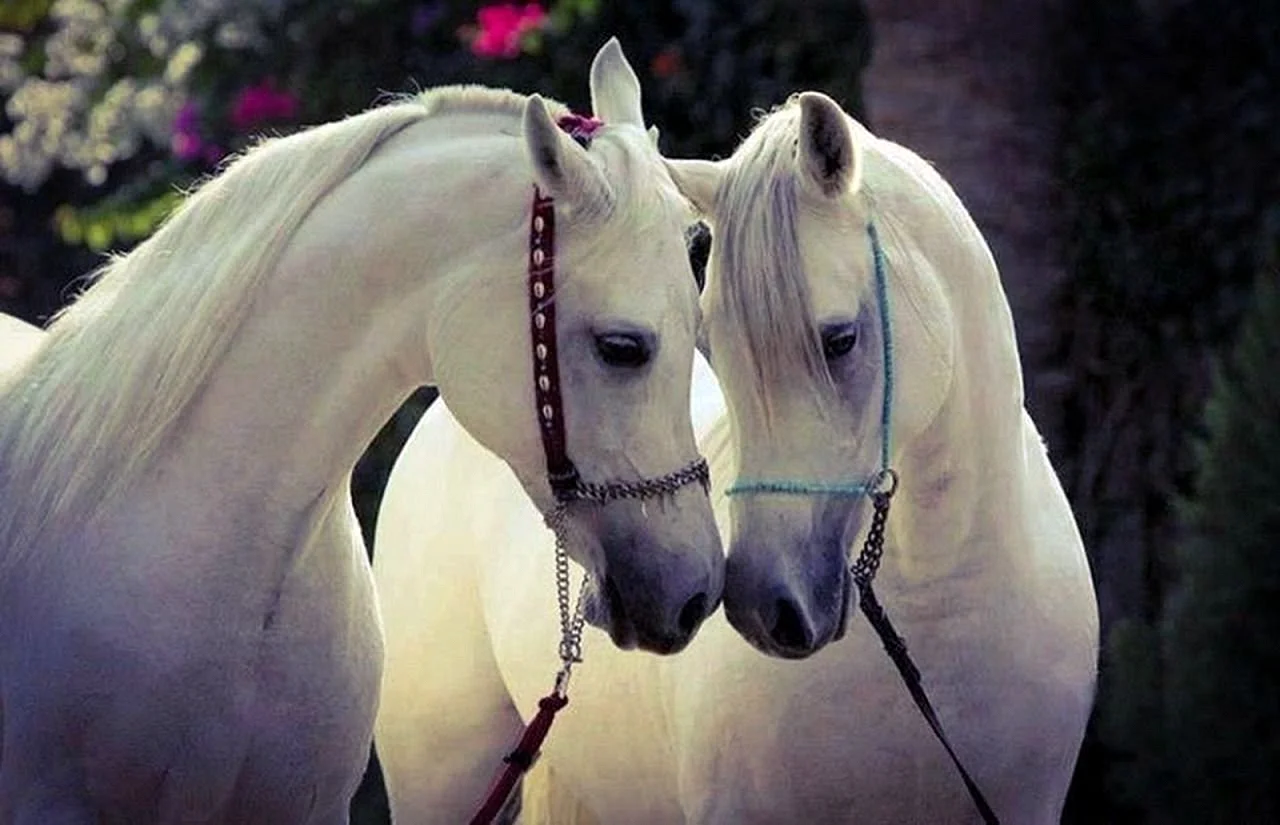 Влюбленные лошади