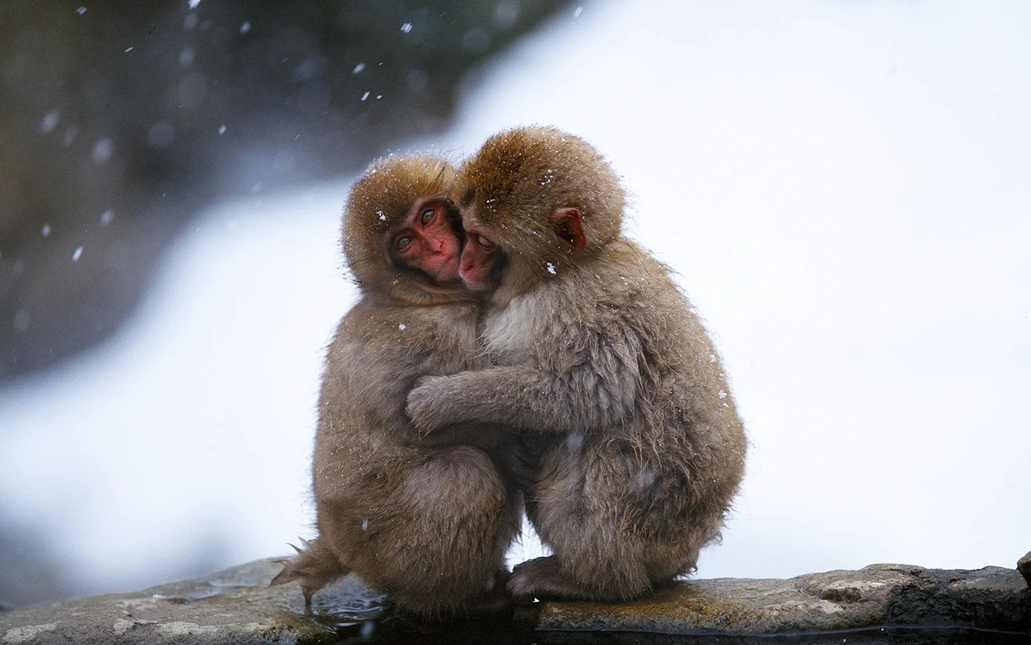 Влюбленные обезьяны