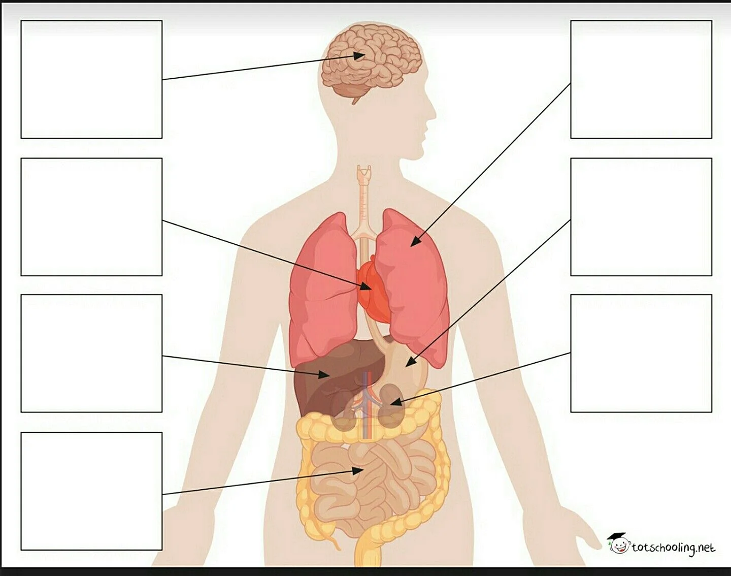 Строение органов человека в картинках (100 картинок)