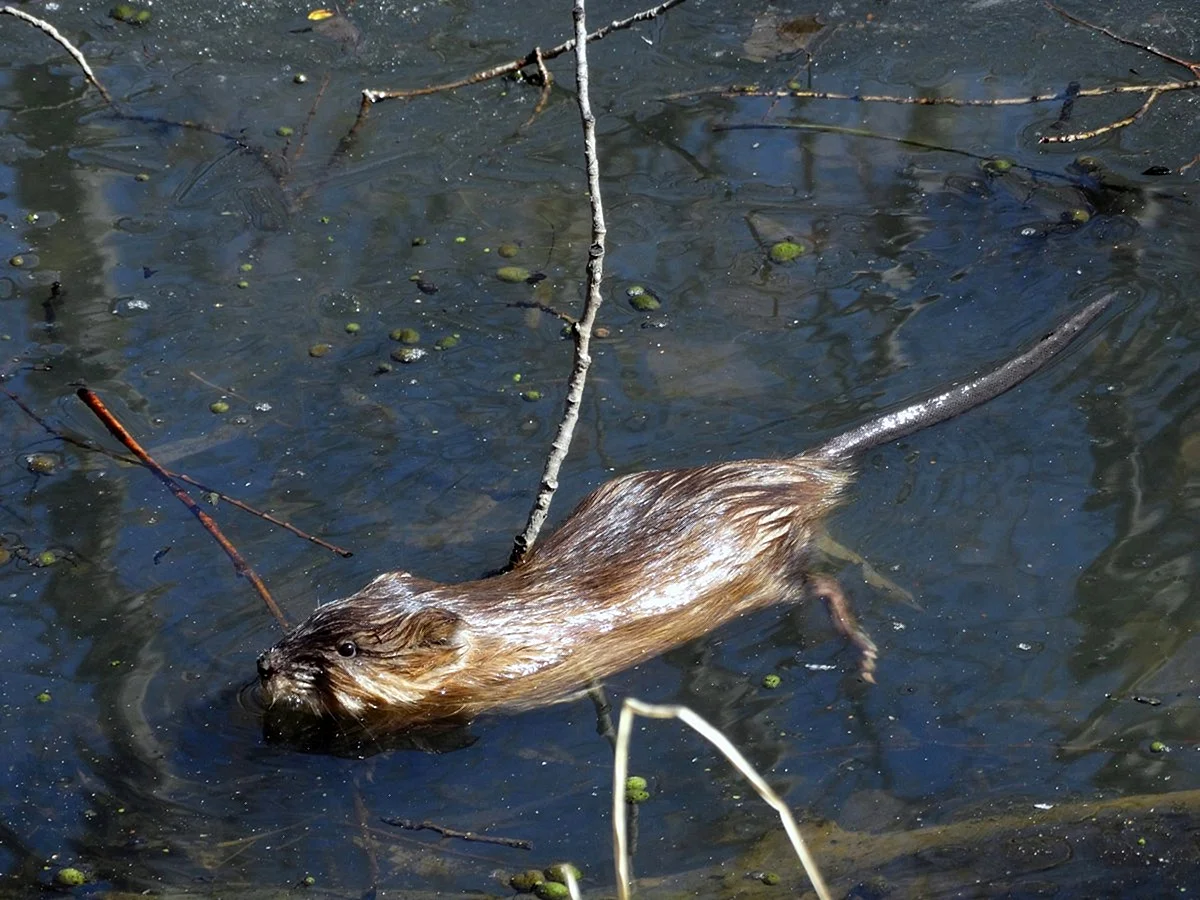 Водяная крыса ондатра