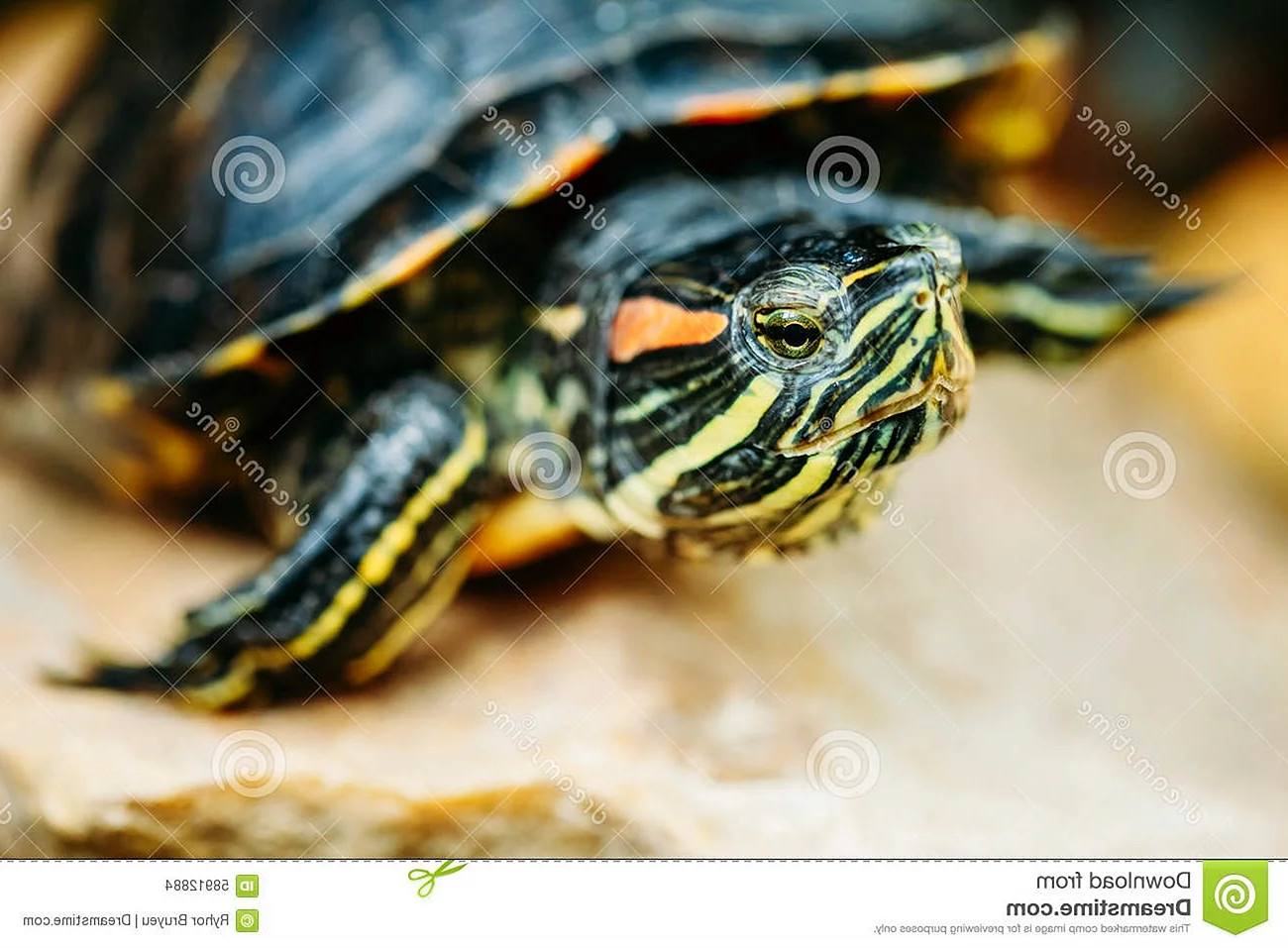 Водная черепаха с красными ушами