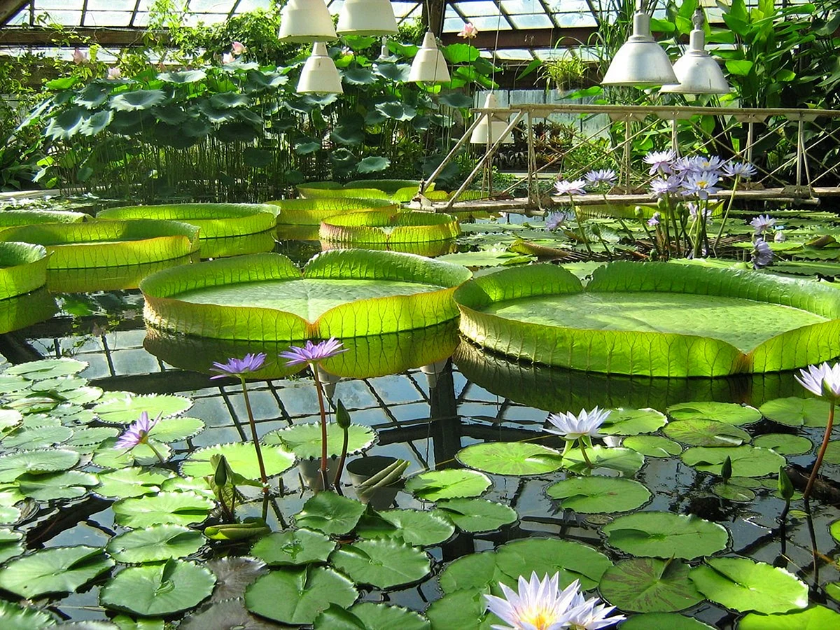 Водная оранжерея ботанического сада Санкт-Петербург