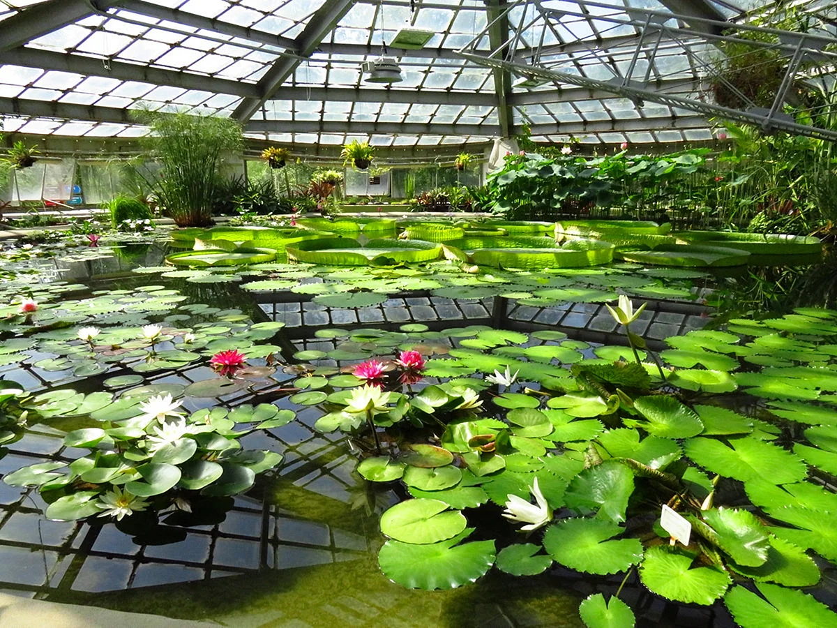 Водная оранжерея ботанического сада СПБ