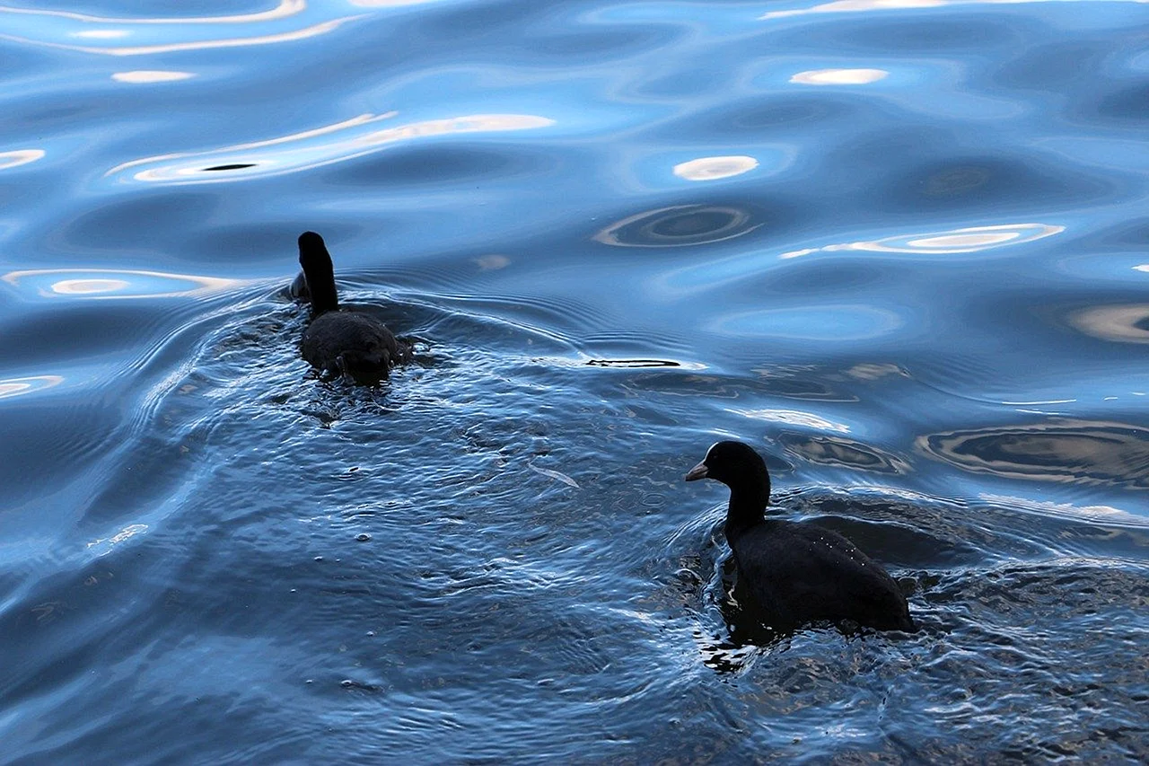 Водоплавающая птица утка черная лысуха