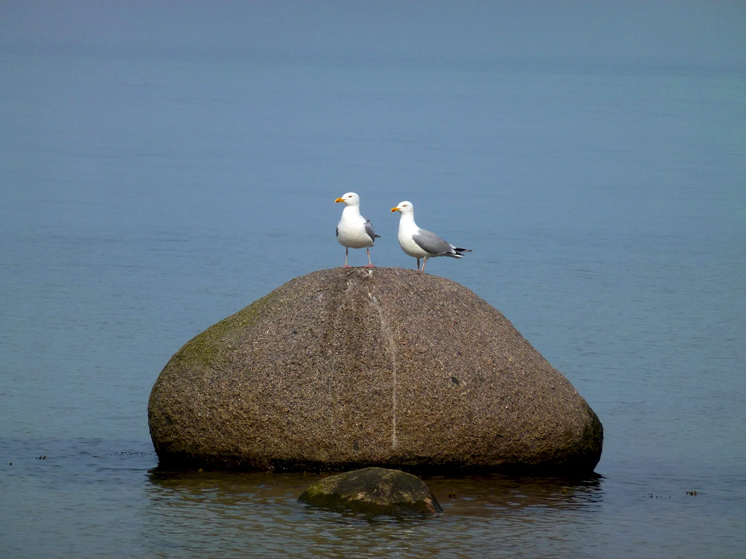 Водоплавающие птицы Балтийского моря