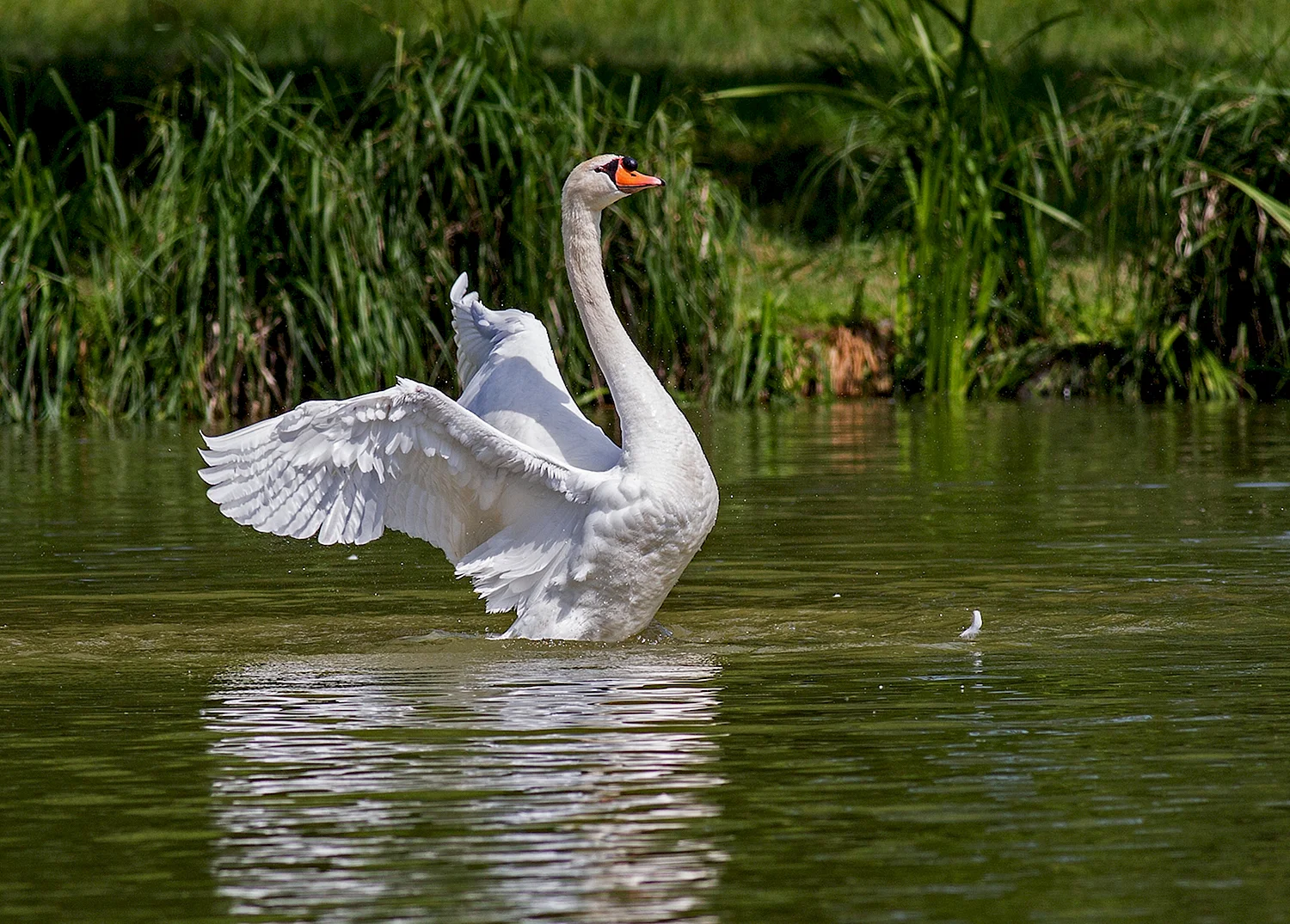 Водоплавающие птицы белый лебедь