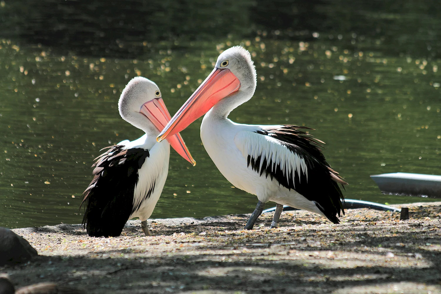 Водоплавающие птицы Пеликан