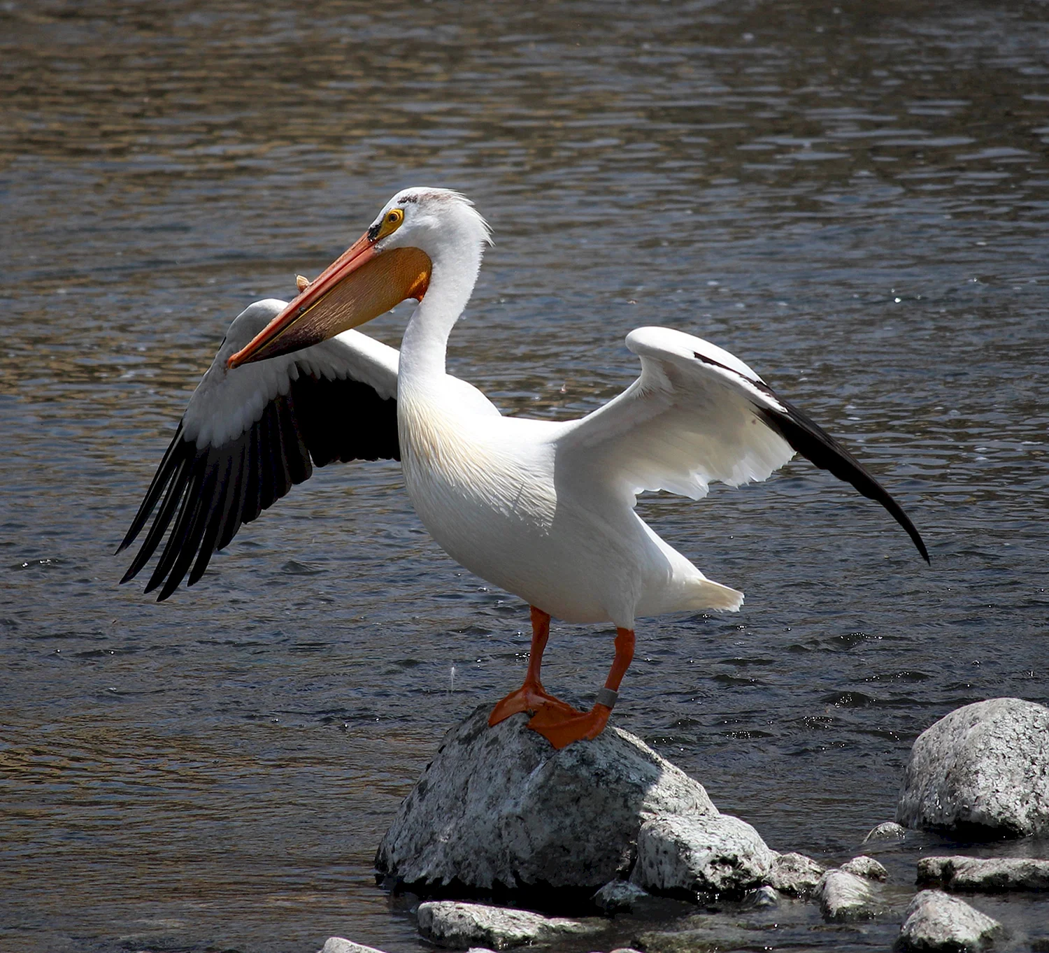 Водоплавающие птицы Пеликан