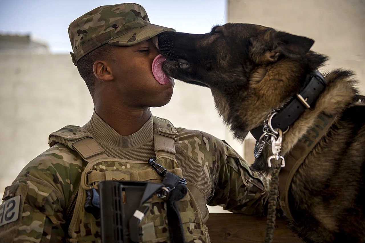 Военные собаки