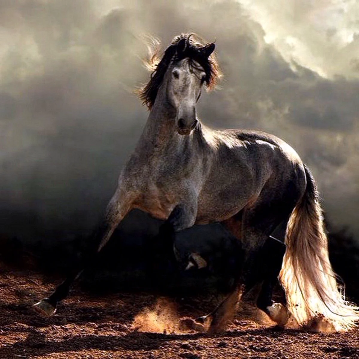 Войтек Квятковский фото лошадей