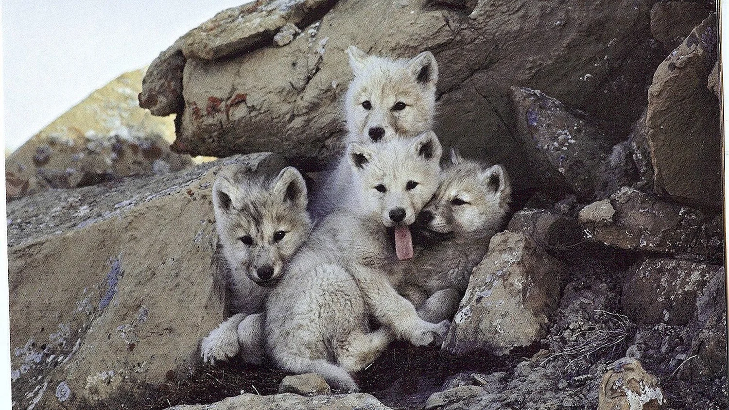 Волчата арктического волка