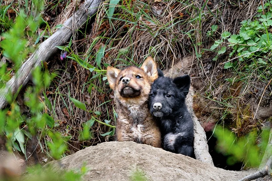 Волчата в дикой природе