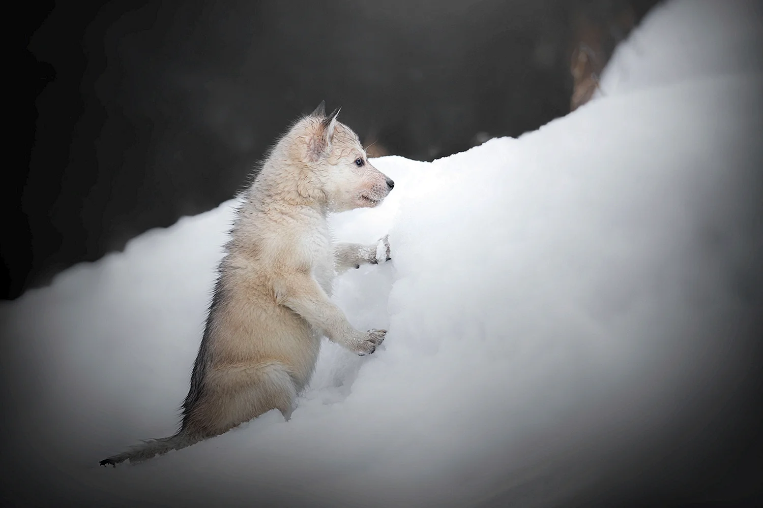 Волчата зимой