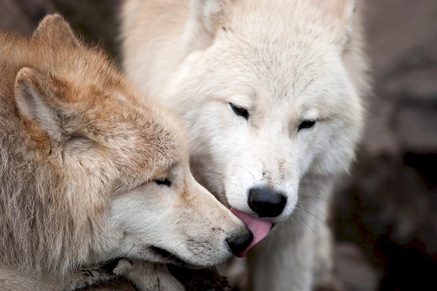 Волчья любовь