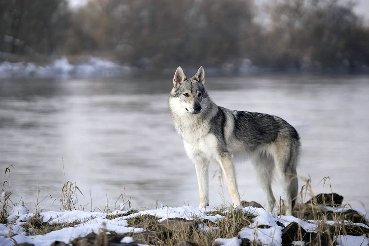 Волчья собака Сарлоса белая