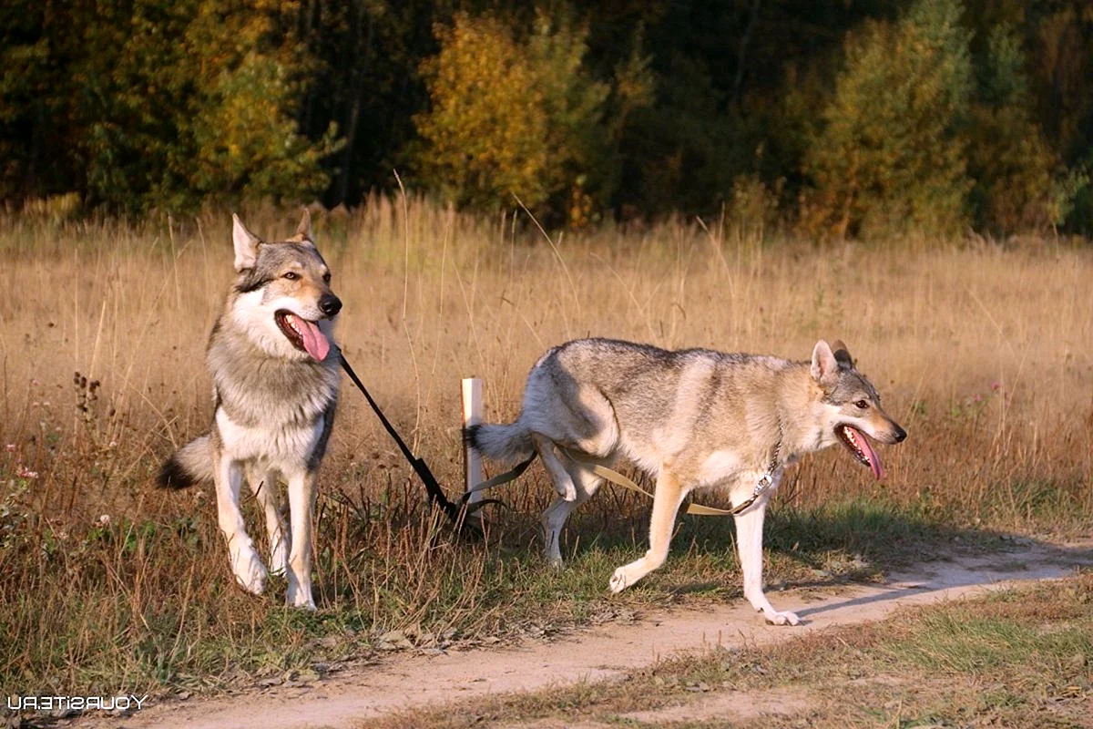 Волчья собака Сарлоса и волк